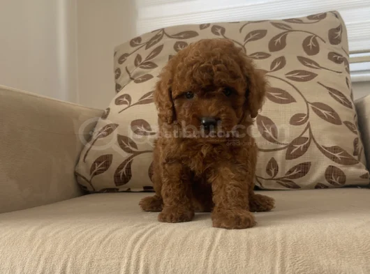Red Brown Toy Poodle görsel