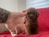 Red Brown Toy Poodle