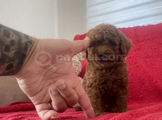 Red Brown Toy Poodle görsel
