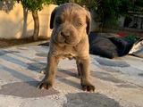 Cane Corsa Yavrularimiz Hazirdir