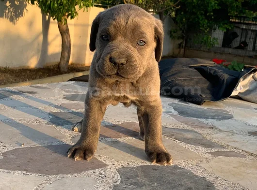 Cane Corsa Yavrularimiz Hazirdir görsel