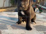 Cane Corsa Yavrularimiz Hazirdir