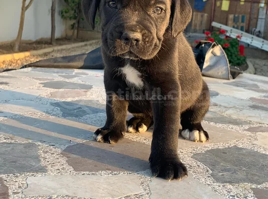 Cane Corsa Yavrularimiz Hazirdir görsel