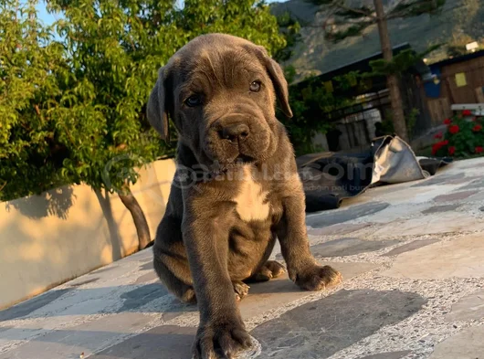 CANE CORSA YAVRULARIMIZ HAZIRDIR