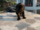 Cane Corsa Yavrularimiz Hazirdir