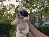 Shih tzu dişi yavru minyatür