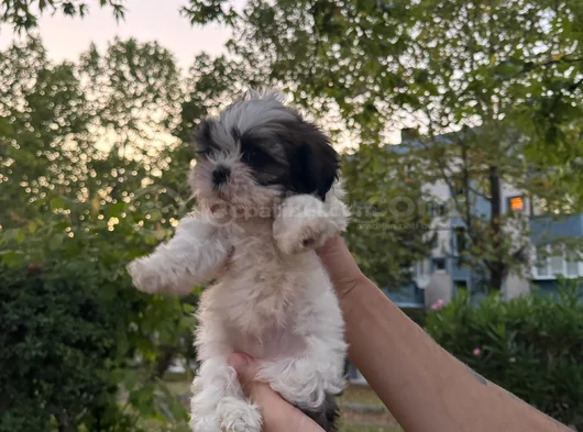 Shih Tzu Dişi Yavru Minyatür