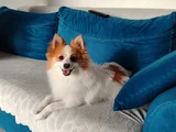 Erkek Party Color Pomeranian