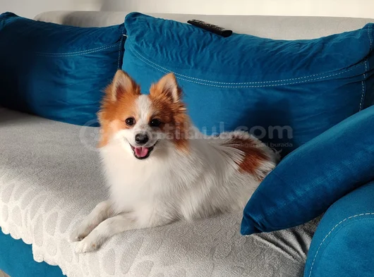 Erkek Party Color Pomeranian