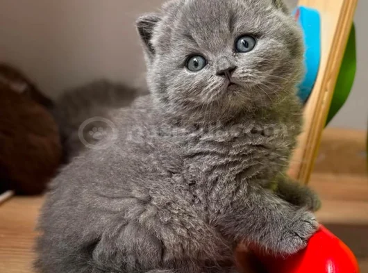 Yuvarlak Kafa Gri British Shorthair