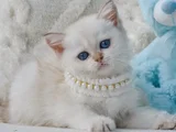 Kar Beyaz Silver British Shorthair