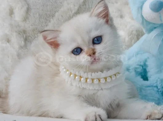 Kar Beyaz Silver British Shorthair görsel