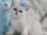 Kar Beyaz Silver British Shorthair
