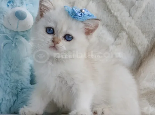 Kar Beyaz Silver British Shorthair görsel