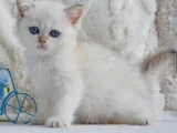 Kar Beyaz Silver British Shorthair