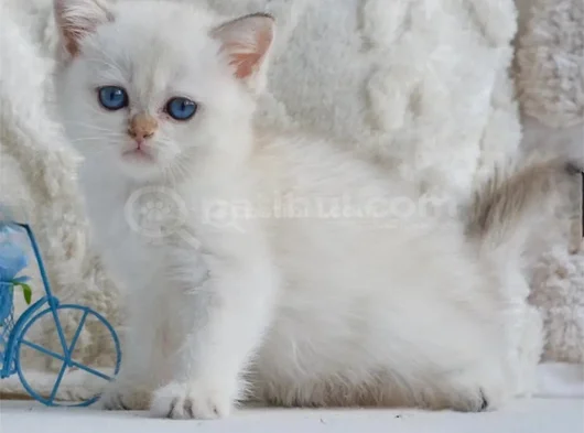 Kar Beyaz Silver British Shorthair görsel