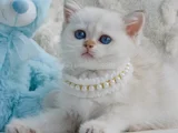 Kar Beyaz Silver British Shorthair