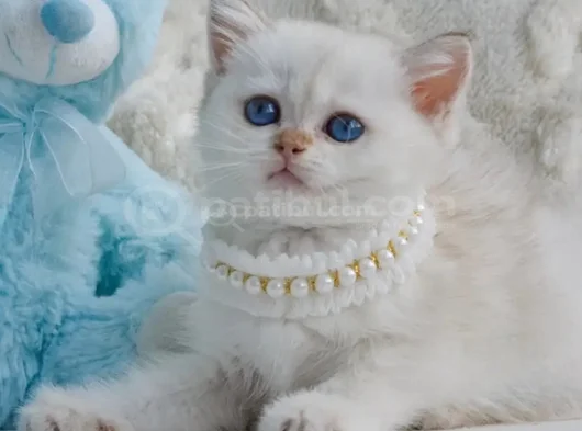 Kar Beyaz Silver British Shorthair