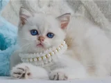Kar Beyaz Silver British Shorthair
