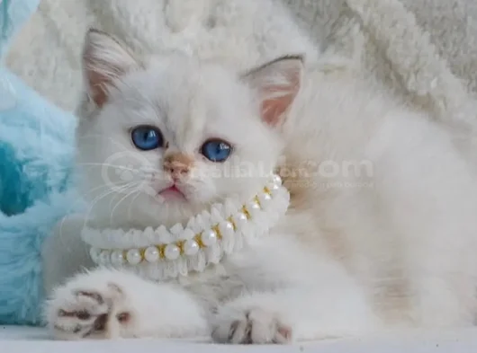 Kar Beyaz Silver British Shorthair görsel
