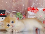 Goldistanlı Golden British Shorthair