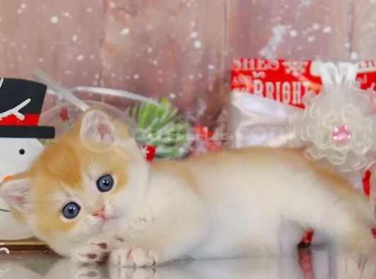 Goldistanlı Golden British Shorthair görsel