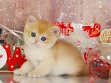 Goldistanlı Golden British Shorthair