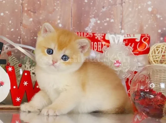Goldistanlı Golden British Shorthair