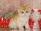 Goldistanlı Golden British Shorthair