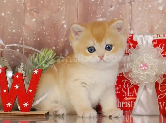 Goldistanlı Golden British Shorthair görsel