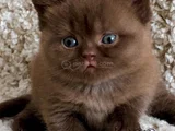 Dubai Çikolatası Tadında Chocolate British Shorthair