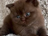 Dubai Çikolatası Tadında Chocolate British Shorthair
