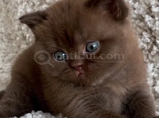 Dubai Çikolatası Tadında Chocolate British Shorthair görsel
