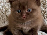 Dubai Çikolatası Tadında Chocolate British Shorthair
