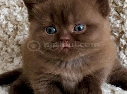 Dubai Çikolatası Tadında Chocolate British Shorthair görsel