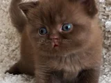 Dubai çikolatası tadında Chocolate British Shorthair