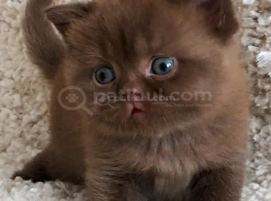 Dubai çikolatası tadında Chocolate British Shorthair