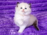 Asaletli Ragdoll