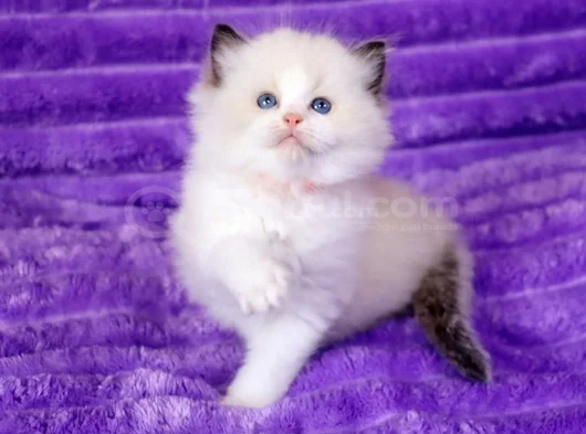 Asaletli Ragdoll görsel