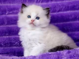 Asaletli Ragdoll