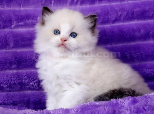 Asaletli Ragdoll görsel