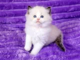 Asaletli Ragdoll