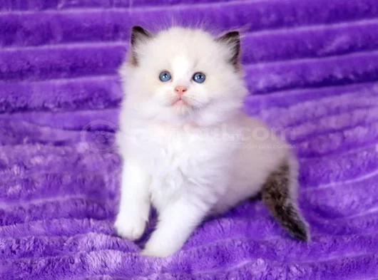 Asaletli Ragdoll