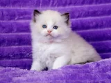 Asaletli Ragdoll