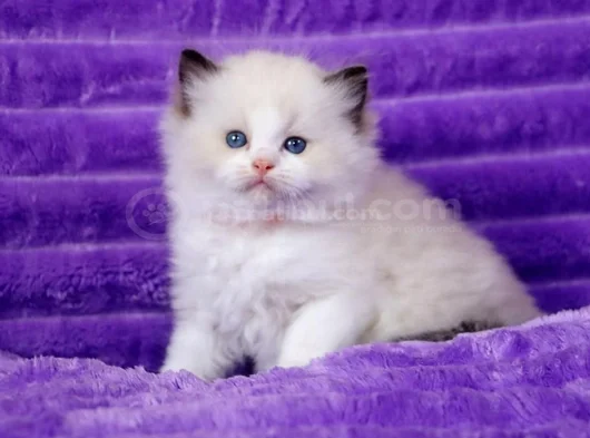 Asaletli Ragdoll görsel