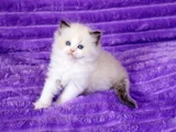 Asaletli Ragdoll