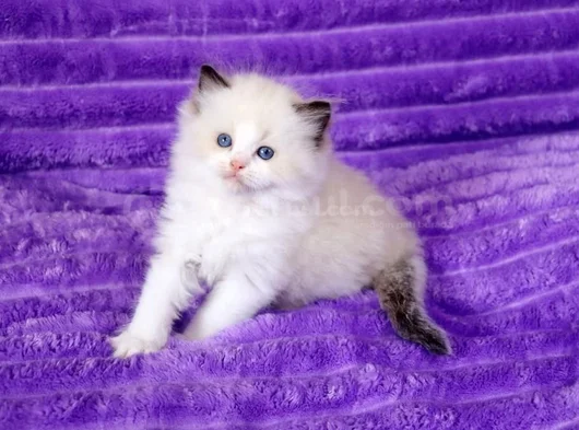 Asaletli Ragdoll görsel