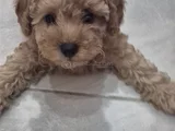 Toy Poodle