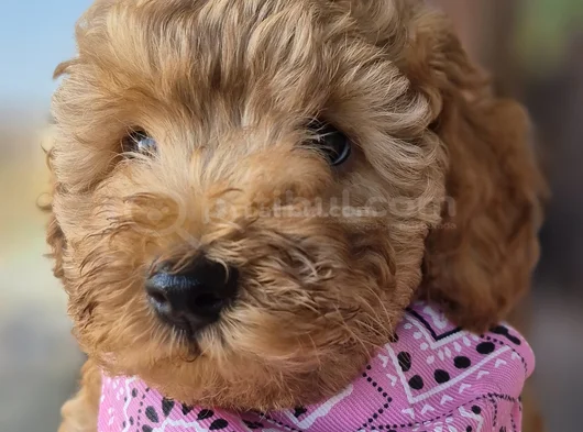 Toy Poodle görsel