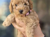Toy poodle